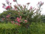 220830DSCN9740.JPG